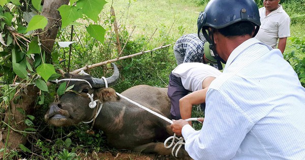Buffalo butts to death in Ha Giang