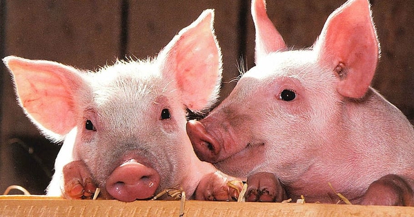 Lưỡi lợn được coi là nội tạng hay không?
