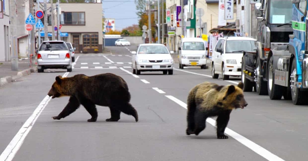 なぜ日本の動物たちは突然「反抗」し、街を氾濫させ、人を襲ったのか?