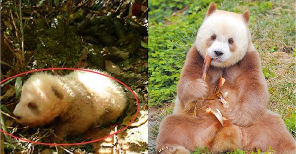 Gấu trúc nâu độc nhất vô nhị bị mẹ bỏ rơi trong rừng