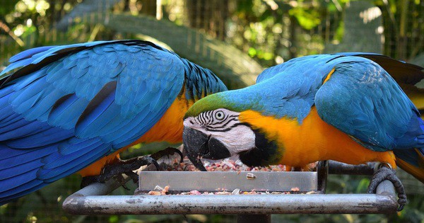 Amazon cháy khiến vẹt Brazil tràn vào thành phố: Được con người yêu thương chiều chuộng, nhưng nguy cơ mất mạng cũng rất cao