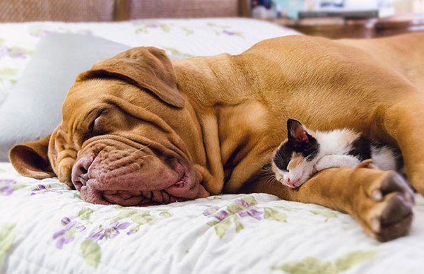 Chó và mèo là hai loại thú cưng kinh điển nhất trên thế giới. Nhưng bạn đã bao giờ nhìn thấy chúng ôm nhau chưa? Hãy xem những hình ảnh đáng yêu liên quan đến từ khóa \