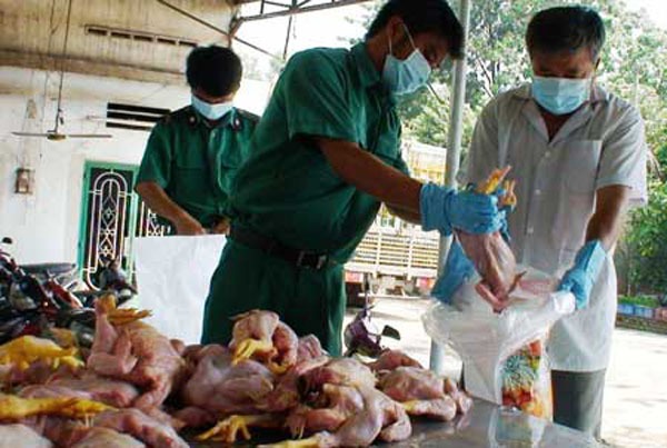  20% gà loại thải có dư lượng kháng sinh vượt ngưỡng 1