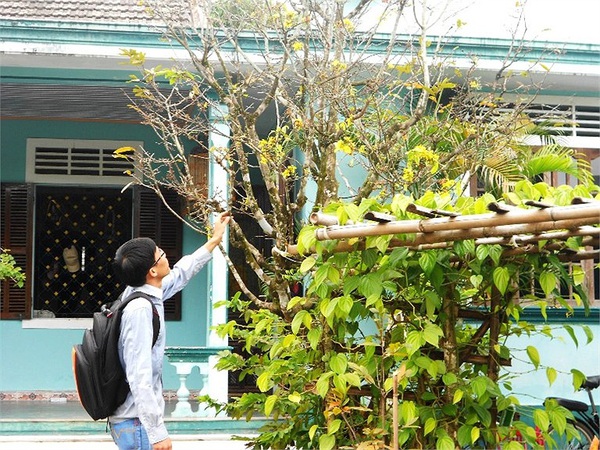 Mai v&agrave;ng nở rực bất thường ở Huế sau 3 thập kỷ 2