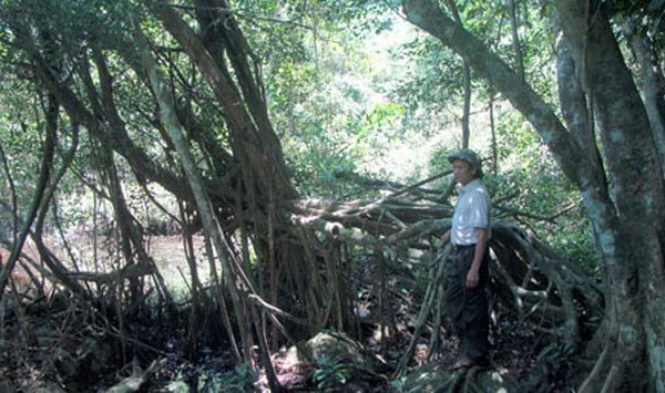 Lạ lùng cây si khổng lồ ở Ninh Bình 7