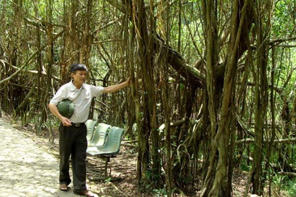 Lạ lùng cây si khổng lồ ở Ninh Bình 8