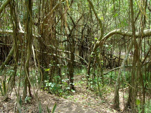 Lạ lùng cây si khổng lồ ở Ninh Bình 4