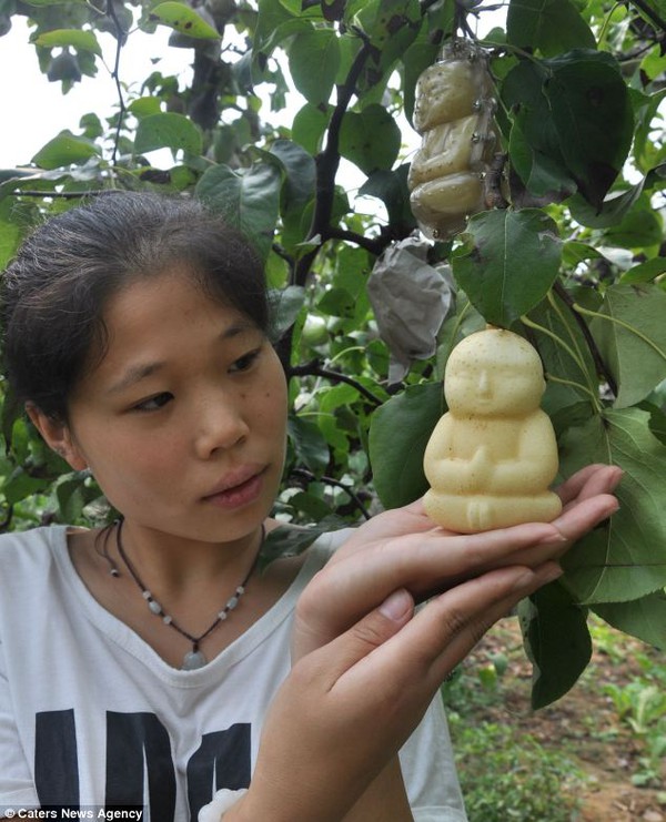 Kỳ lạ trái lê hình Phật Bồ Tát