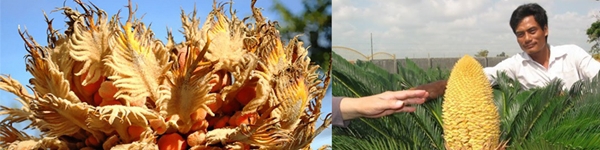 Mai v&agrave;ng nở rực bất thường ở Huế sau 3 thập kỷ 10