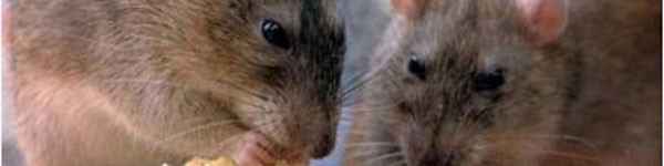 Phát hiện chuột cống mang virus gây suy thận ở TP HCM 2