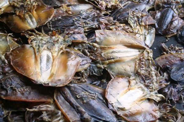 Nhờ hoá chất, ruồi không bén mảng mực khô, cá khô 6 Nhờ hoá chất, ruồi không bén mảng mực khô, cá khô 6