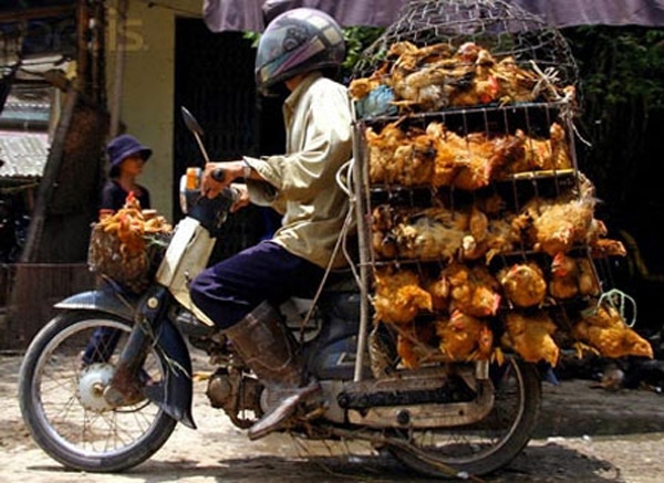 Mỗi năm nhập 100.000 tấn gà thải từ Trung Quốc 1