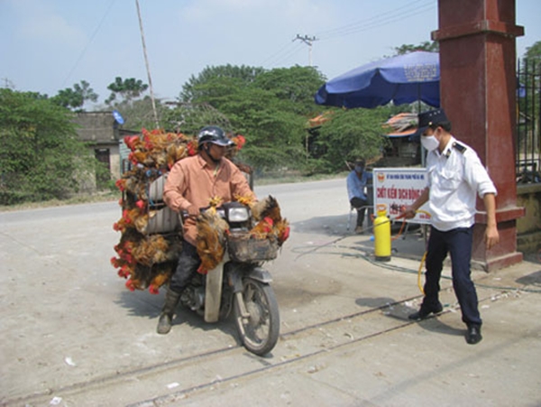 G&agrave; lậu vẫn tung ho&agrave;nh chợ H&agrave; Vỹ 1