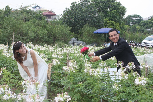 Làng hoa Nhật Tân “hốt bạc” mùa cưới 4