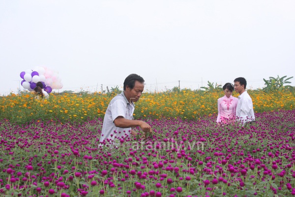 Làng hoa Nhật Tân “hốt bạc” mùa cưới 6