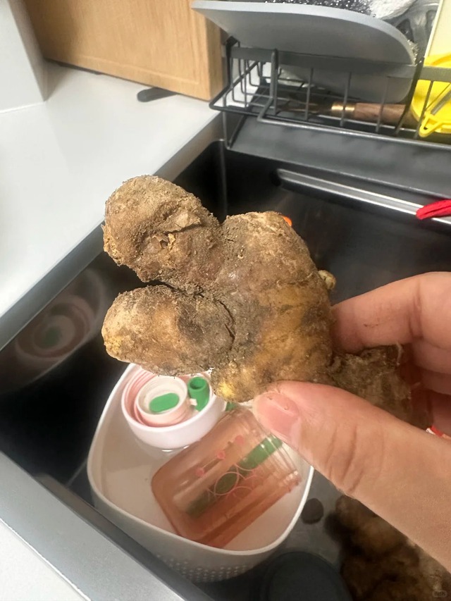 Nhiều chị em trồng gừng bonsai nhưng chẳng được mấy ngày đã thối um cả nhà, đây là lý do chí mạng - Ảnh 2. Nhiều chị em trồng gừng bonsai nhưng chẳng được mấy ngày đã thối um cả nhà, đây là lý do chí mạng - Ảnh 2.