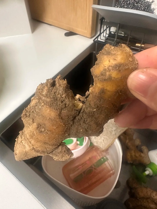 Nhiều chị em trồng gừng bonsai nhưng chẳng được mấy ngày đã thối um cả nhà, đây là lý do chí mạng - Ảnh 3. Nhiều chị em trồng gừng bonsai nhưng chẳng được mấy ngày đã thối um cả nhà, đây là lý do chí mạng - Ảnh 3.