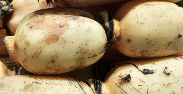 5 loại rau củ mùa đông mẹ đảm tuyệt đối đừng mua kẻo hại cả nhà, nhất là loại thứ 2 ai cũng thích - Ảnh 3.