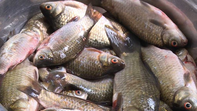 C&aacute; diếc quen mặt ở chợ Việt, gi&aacute; rẻ ai cũng mua được: Ăn đ&uacute;ng c&aacute;ch sẽ rất c&oacute; lợi cho 3 nh&oacute;m người n&agrave;y - Ảnh 3.