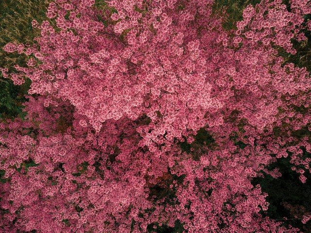 Hoa tớ dày Tây Bắc - Tín hiệu mùa xuân và vẻ đẹp hoang sơ giữa núi rừng - Ảnh 7.