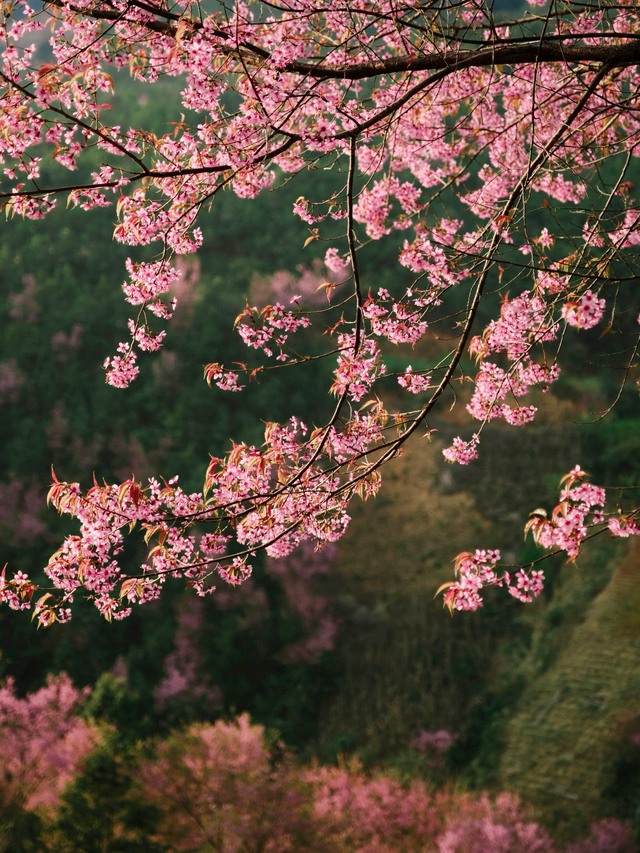 Hoa tớ dày Tây Bắc - Tín hiệu mùa xuân và vẻ đẹp hoang sơ giữa núi rừng - Ảnh 1.