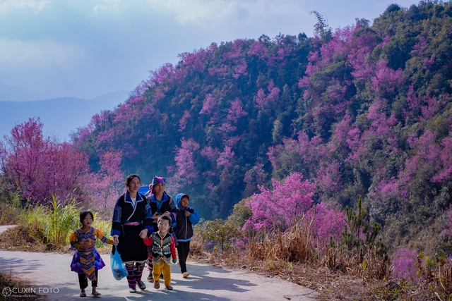 Những ngày cuối đông, dân mê xê dịch lại ngược vùng cao Tây Bắc để 'săn' loài hoa báo hiệu xuân sớm - Ảnh 2.