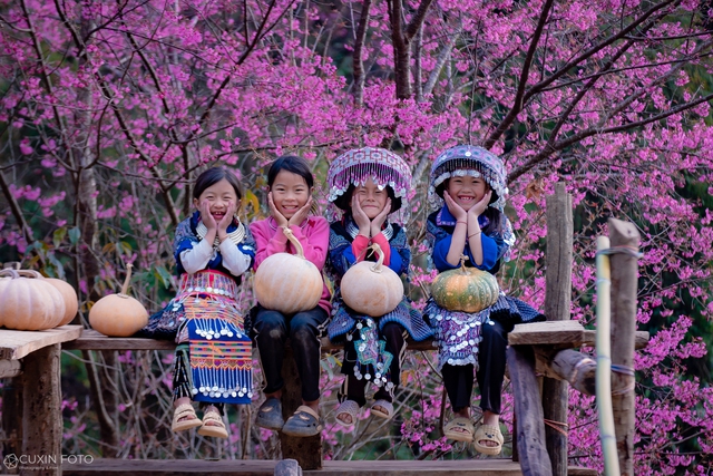 Hoa tớ dày Tây Bắc - Tín hiệu mùa xuân và vẻ đẹp hoang sơ giữa núi rừng - Ảnh 2.