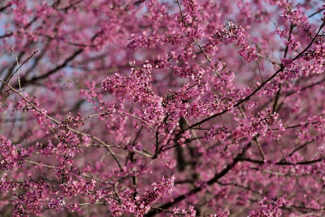Những ngày cuối đông, dân mê xê dịch lại ngược vùng cao Tây Bắc để 'săn' loài hoa báo hiệu xuân sớm - Ảnh 1.