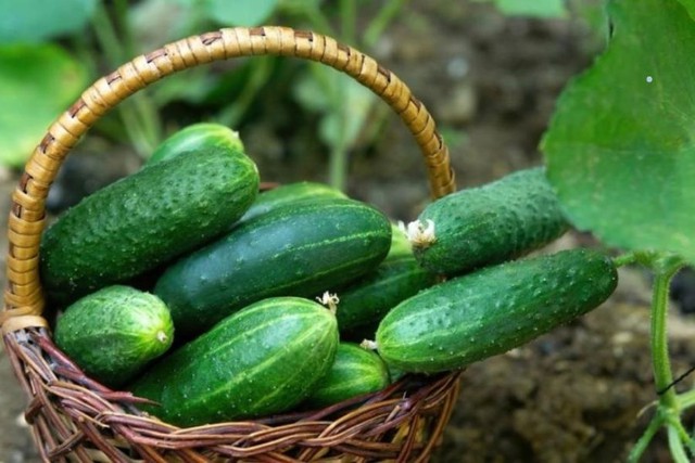 Kh&ocirc;ng chỉ dưa chuột: Thực phẩm hạ đường huyết hiệu quả nhất lại l&agrave; m&oacute;n quen trong bữa cơm Việt - Ảnh 3.