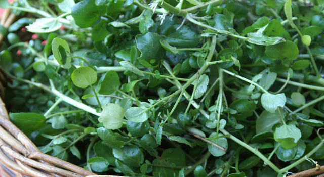 1 loại rau &ldquo;so&aacute;n ng&ocirc;i&rdquo; rau bina để th&agrave;nh &ldquo;&ocirc;ng ho&agrave;ng rau xanh&rdquo; - Ảnh 1.