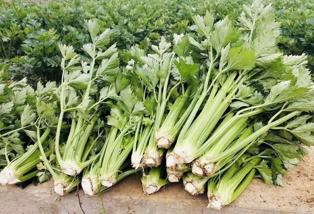 Cần tây giàu chất xơ và vitamin, nhưng 3 nhóm người này nên tránh ăn hoàn toàn - Ảnh 1.
