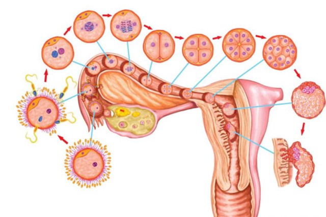 Nhận biết sớm dấu hiệu thụ thai thành công sau quan hệ: Chuyên gia PhenikaaMec giải đáp - Ảnh 1.