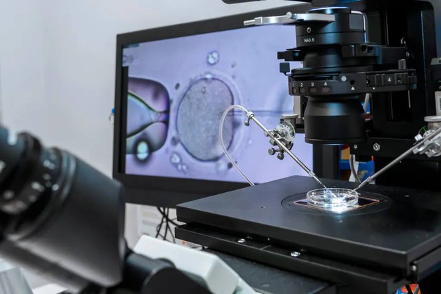 Các nhà khoa học tìm ra cách “trẻ hóa” trứng cho IVF Cánh cửa mới cho phụ nữ mang thai sau tuổi 40 - Ảnh 2.