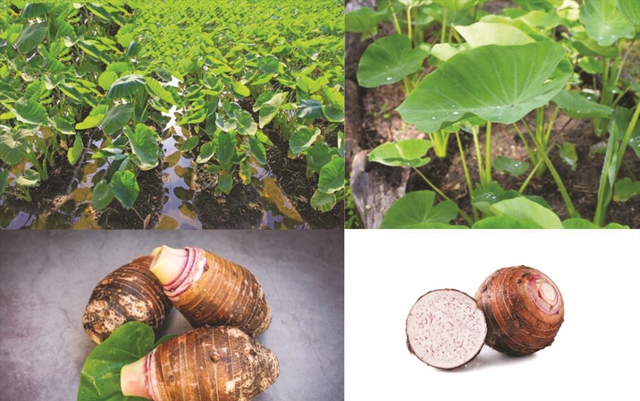 Ít ai ngờ: Khoai môn giàu kali gấp 30 lần nấm hương, ăn cách ngày giúp người trung niên – cao tuổi khỏe chân, tốt cho gan - Ảnh 3.