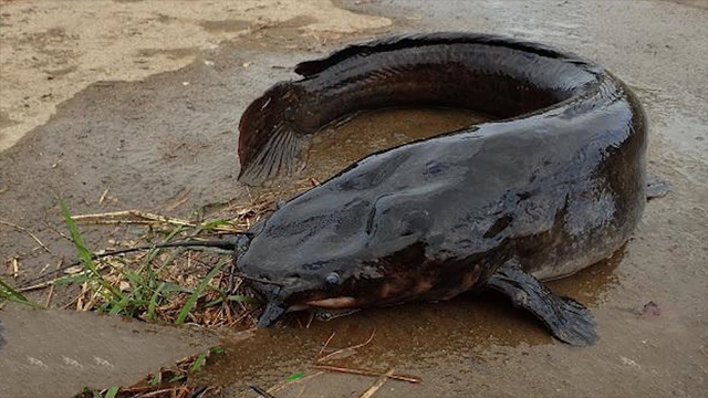 Nhiều người vẫn ăn hằng ngày mà không biết: 4 loại cá dễ nhiễm ký sinh trùng, người bán cá lâu năm cũng không dám ăn - Ảnh 1.