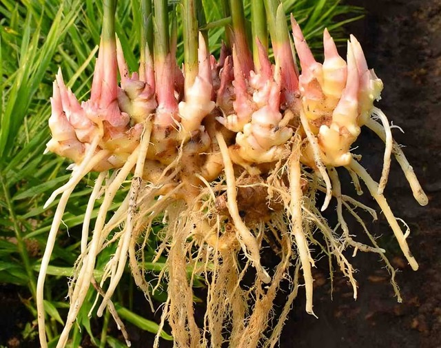 Gừng non được v&iacute; như &ldquo;nh&acirc;n s&acirc;m rau củ&rdquo;: Gi&aacute; rẻ, dễ mua tốt cho l&aacute; l&aacute;ch v&agrave; hệ miễn dịch - Ảnh 1.