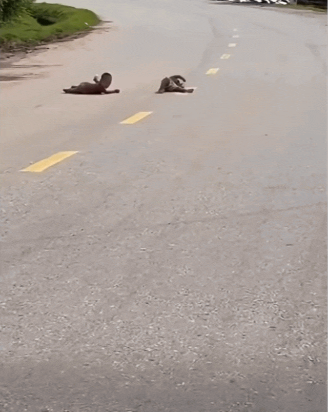 Đoạn clip khiến người xem sợ đến bủn rủn tay ch&acirc;n: 2 em b&eacute; nằm lăn lộn ngay giữa đường quốc lộ - Ảnh 1.