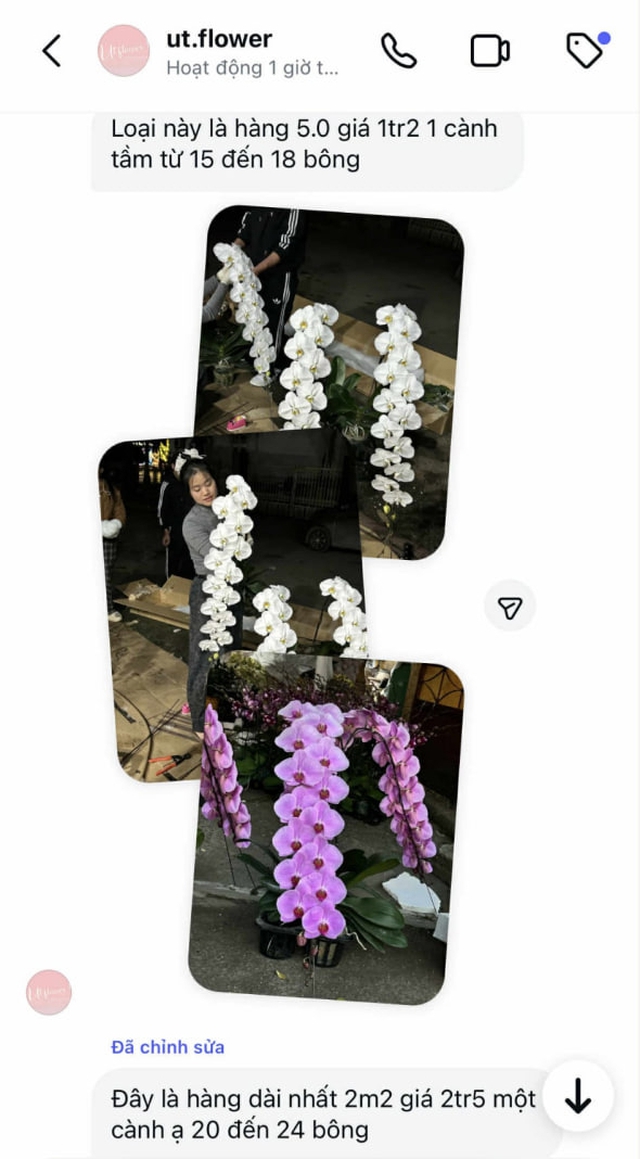 Lan hồ điệp “công chúa” – Thứ hoa giá “khủng” mỗi độ xuân về và sức hút chưa từng hạ nhiệt - Ảnh 2.