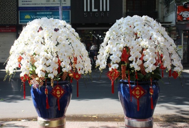 Lan hồ điệp “công chúa” – Thứ hoa giá “khủng” mỗi độ xuân về và sức hút chưa từng hạ nhiệt - Ảnh 1.