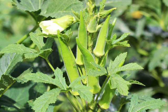 Người tiểu đường có nên ăn đậu bắp? 5 lợi ích sức khỏe khiến nhiều người bất ngờ - Ảnh 4.