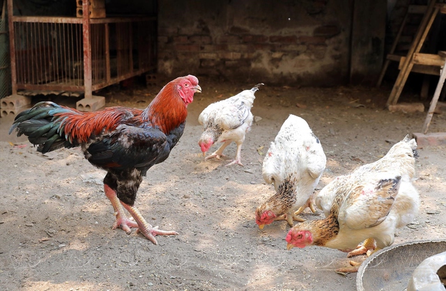 Ăn gà Tết mà chưa thử 7 giống này thì phí cả đời: Thịt thơm, da giòn, cúng xong ai ăn cũng tấm tắc - Ảnh 2.