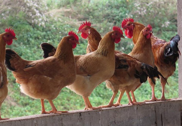 Ăn gà Tết mà chưa thử 7 giống này thì phí cả đời: Thịt thơm, da giòn, cúng xong ai ăn cũng tấm tắc - Ảnh 3.