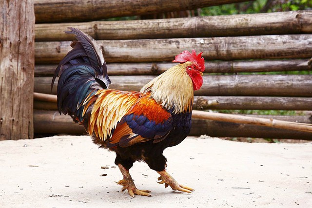 Ăn gà Tết mà chưa thử 7 giống này thì phí cả đời: Thịt thơm, da giòn, cúng xong ai ăn cũng tấm tắc - Ảnh 7.