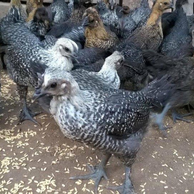 Ăn gà Tết mà chưa thử 7 giống này thì phí cả đời: Thịt thơm, da giòn, cúng xong ai ăn cũng tấm tắc - Ảnh 5.