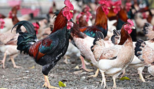 Ăn gà Tết mà chưa thử 7 giống này thì phí cả đời: Thịt thơm, da giòn, cúng xong ai ăn cũng tấm tắc - Ảnh 4.