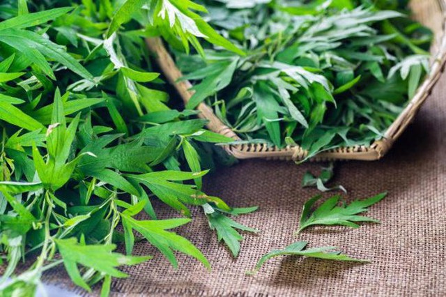 Tôi dùng ngải cứu làm bông nhồi gối trong 6 tháng, sau đó đi khám sức khỏe và bác sĩ đã rất 