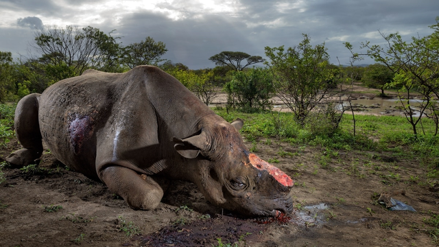 Đại gia kim cương Chu Đăng Khoa bị bắt - Ảnh 2.