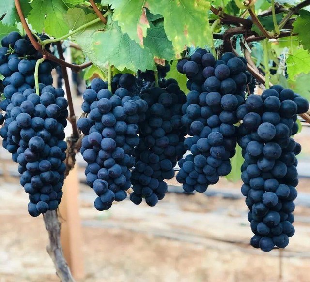 Không phải collagen đắt tiền, 3 loại quả rẻ bèo ngoài chợ Việt nhưng cực tốt cho phụ nữ: Ăn đều giúp bổ khí huyết, da dẻ hồng hào hơn sau tuổi 30 - Ảnh 3.