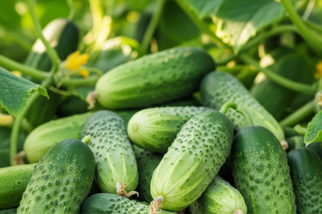 Dưa chuột bán đầy chợ nhưng không phải ai ăn cũng đúng: Người mắc tiểu đường nhất định phải nhớ 5 điều này! - Ảnh 4.