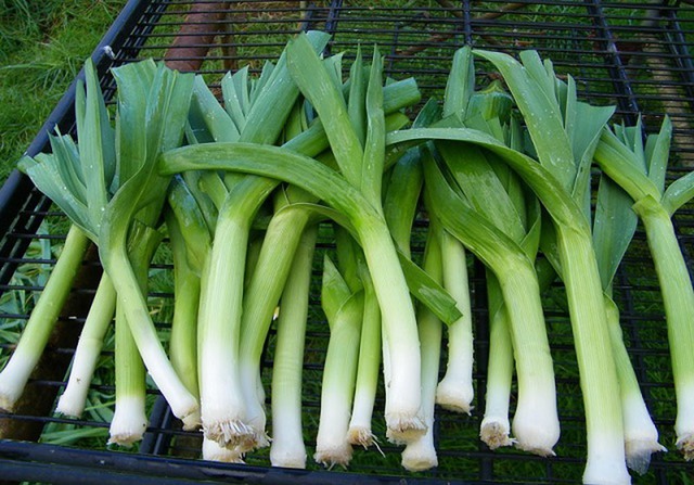 Hội mê ăn rau chú ý: 5 món quen thuộc có thể khiến tình trạng trào ngược dạ dày nặng hơn - Ảnh 2.